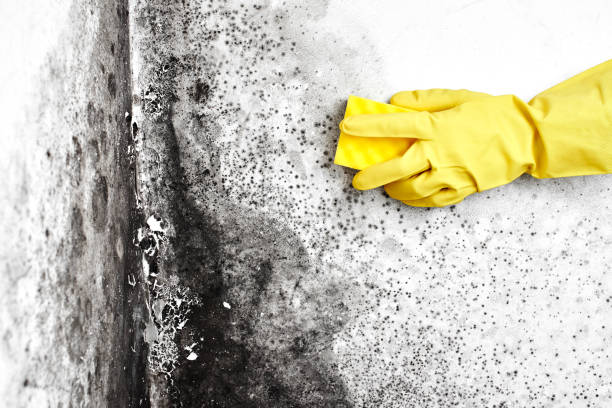 Best Mold Damage Restoration  in Jamestown, OH