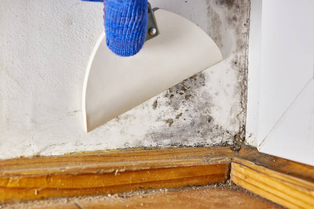 Best Industrial Mold Remediation  in Jamestown, OH